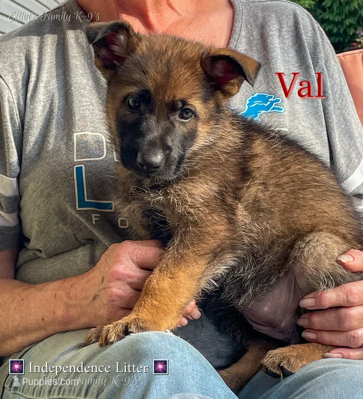 Val – German Shepherd Dog puppy for sale in Webberville, MI