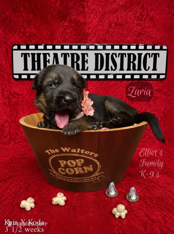 Zaria – German Shepherd Dog puppy for sale in Webberville, MI