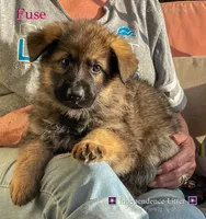 Fuse, a male German Shepherd Dog for sale in Webberville, MI – 1 of 9