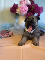 Libby, a female German Shepherd Dog for sale in Webberville, MI – 2 of 9