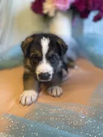 Mag, a male German Shepherd Dog for sale in Webberville, MI – 2 of 9