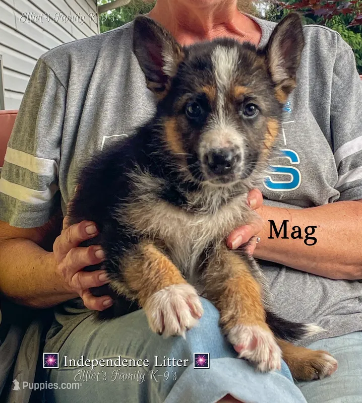 Mag – German Shepherd Dog puppy for sale in Webberville, MI