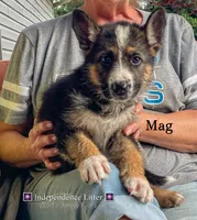 Mag, a male German Shepherd Dog for sale in Webberville, MI – 1 of 9