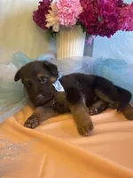 Cal, a male German Shepherd Dog for sale in Webberville, MI – 2 of 9