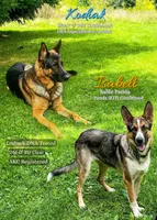 Libby, a female German Shepherd Dog for sale in Webberville, MI – 8 of 9