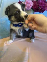 Indie, a female German Shepherd Dog for sale in Webberville, MI – 2 of 9