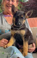 Elowen, a female German Shepherd Dog for sale in Webberville, MI – 1 of 10