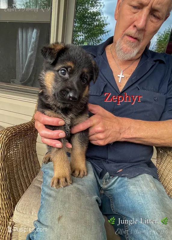 Zephyr – German Shepherd Dog puppy for sale in Webberville, MI