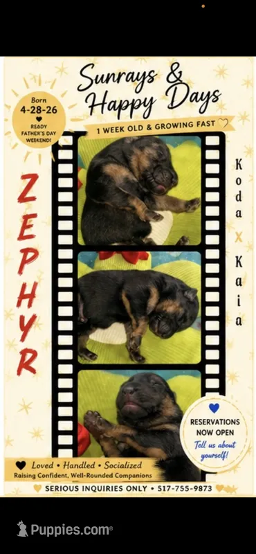 Zephyr – German Shepherd Dog puppy for sale in Webberville, MI