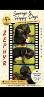 Zephyr, a male German Shepherd Dog for sale in Webberville, MI – 1 of 6