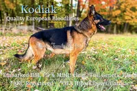 Atlas, a male German Shepherd Dog for sale in Webberville, MI – 2 of 6