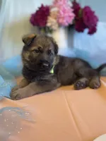 Rocket, a male German Shepherd Dog for sale in Webberville, MI – 2 of 9