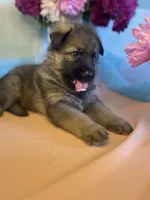 Fuse, a male German Shepherd Dog for sale in Webberville, MI – 2 of 9