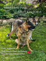 Mag, a male German Shepherd Dog for sale in Webberville, MI – 9 of 9