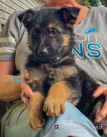 Cal, a male German Shepherd Dog for sale in Webberville, MI – 1 of 9