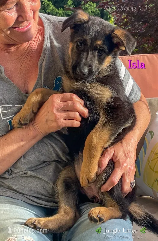 Isla – German Shepherd Dog puppy for sale in Webberville, MI