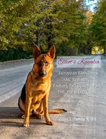 Calypso, a female German Shepherd Dog for sale in Webberville, MI – 9 of 9