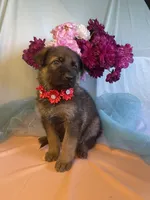 Val, a female German Shepherd Dog for sale in Webberville, MI – 2 of 9