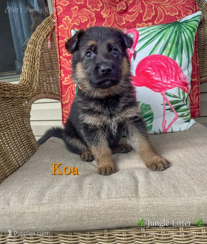 Koa – German Shepherd Dog puppy for sale in Webberville, MI