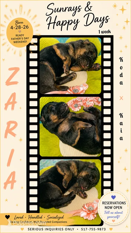 Zaria – German Shepherd Dog puppy for sale in Webberville, MI