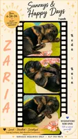 Zaria, a female German Shepherd Dog for sale in Webberville, MI – 1 of 5