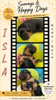 Isla, a female German Shepherd Dog for sale in Webberville, MI – 4 of 9