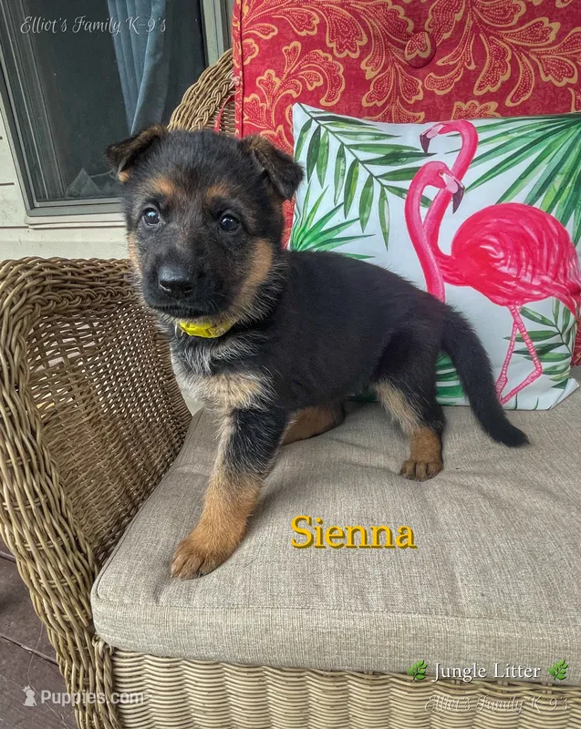 Sienna – German Shepherd Dog puppy for sale in Webberville, MI