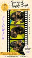 Elowen, a female German Shepherd Dog for sale in Webberville, MI – 1 of 6