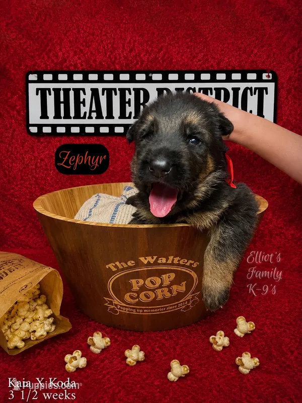 Zephyr – German Shepherd Dog puppy for sale in Webberville, MI