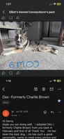 Indie, a female German Shepherd Dog for sale in Webberville, MI – 5 of 9
