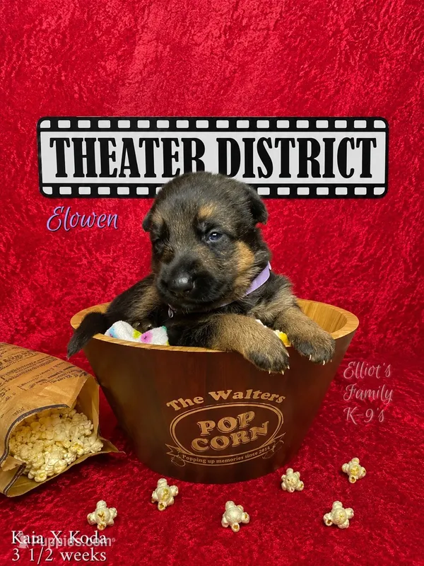 Elowen – German Shepherd Dog puppy for sale in Webberville, MI