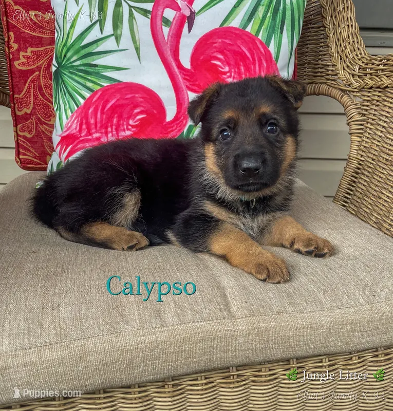 Calypso – German Shepherd Dog puppy for sale in Webberville, MI