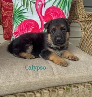 Calypso, a female German Shepherd Dog for sale in Webberville, MI – 2 of 10