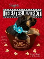 Calypso, a female German Shepherd Dog for sale in Webberville, MI – 3 of 9