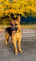 Zephyr, a male German Shepherd Dog for sale in Webberville, MI – 6 of 6