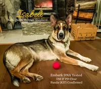 Remi, a male German Shepherd Dog for sale in Webberville, MI – 3 of 9