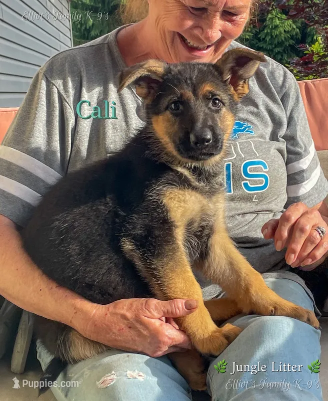 Calypso – German Shepherd Dog puppy for sale in Webberville, MI