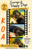 Koa, a male German Shepherd Dog for sale in Webberville, MI – 1 of 6