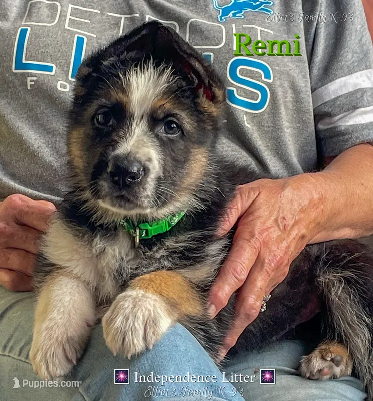 Remi – German Shepherd Dog puppy for sale in Webberville, MI