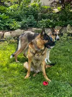 Cal, a male German Shepherd Dog for sale in Webberville, MI – 6 of 9