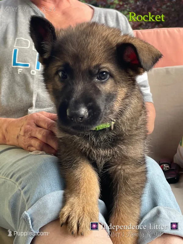 Rocket – German Shepherd Dog puppy for sale in Webberville, MI