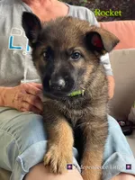 Rocket, a male German Shepherd Dog for sale in Webberville, MI – 1 of 9