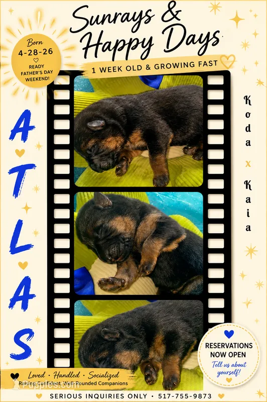 Atlas – German Shepherd Dog puppy for sale in Webberville, MI