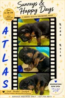 Atlas, a male German Shepherd Dog for sale in Webberville, MI – 1 of 6