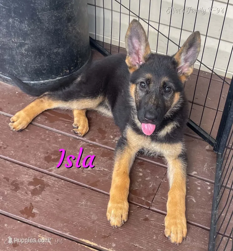 Isla – German Shepherd Dog puppy for sale in Webberville, MI