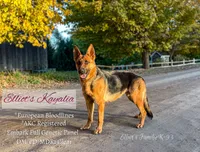 Atlas, a male German Shepherd Dog for sale in Webberville, MI – 5 of 6