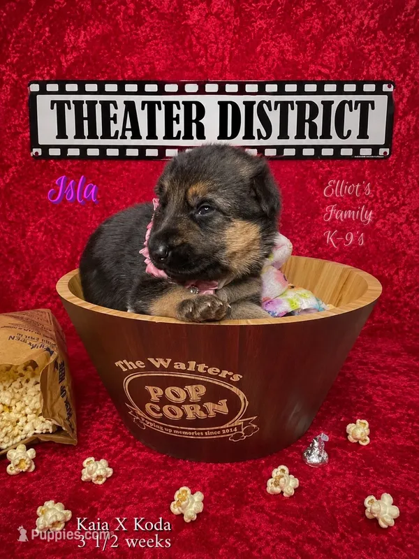 Isla – German Shepherd Dog puppy for sale in Webberville, MI