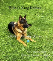 Koa, a male German Shepherd Dog for sale in Webberville, MI – 3 of 6