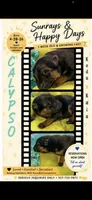 Calypso, a female German Shepherd Dog for sale in Webberville, MI – 4 of 9