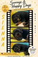 Sienna, a female German Shepherd Dog for sale in Webberville, MI – 5 of 10